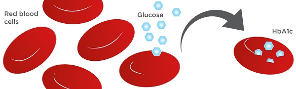 Glucose liên kết với tế bào máu sản sinh ra HbA1c