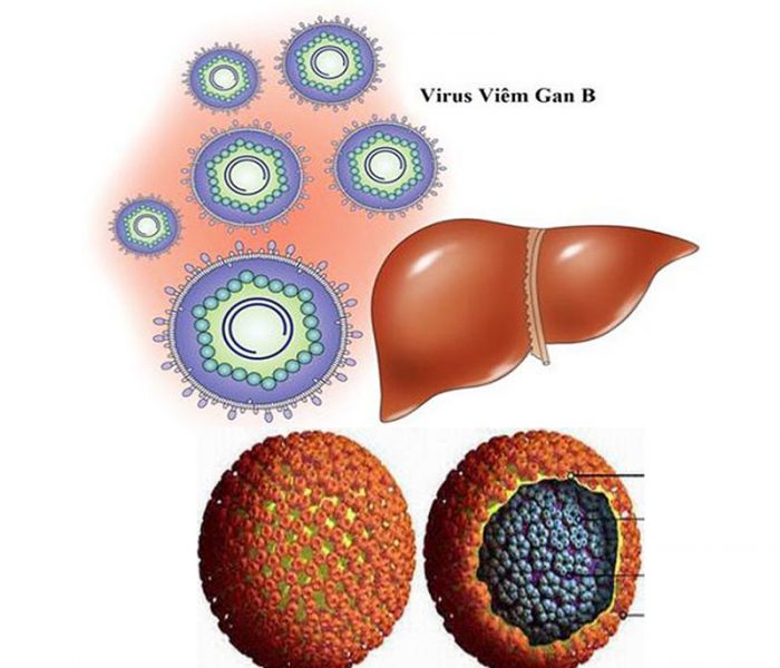 Virus viêm gan B tấn công phá hủy gan