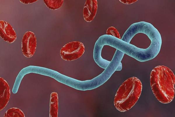 Những điều cần biết về bệnh do virus Ebola