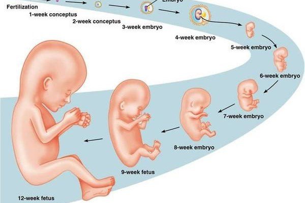 Siêu âm lúc nào tính tuổi thai đúng nhất?